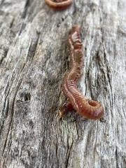 Glycera americana