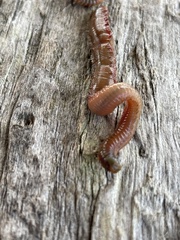Glycera americana