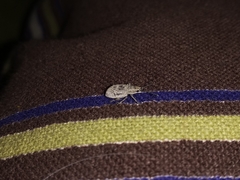 Myllocerus undecimpustulatus