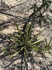Agave datylio