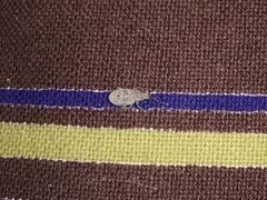 Myllocerus undecimpustulatus