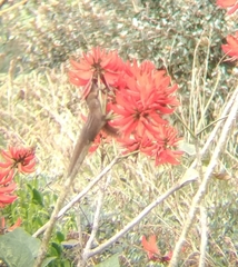 Funambulus sublineatus