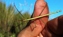 Macynia labiata
