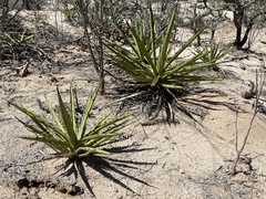 Agave datylio
