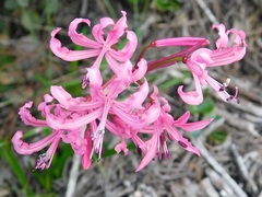 Nerine humilis