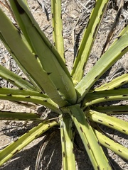 Agave datylio