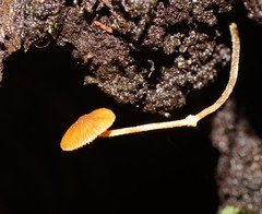 Conocybe filaris