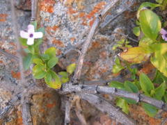 Teedia lucida