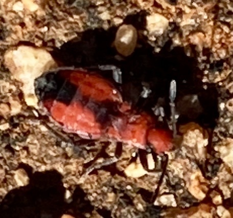 Melanerythrus uptoni