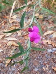 Lathyrus tingitanus