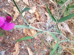 Lathyrus tingitanus