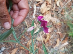 Lathyrus tingitanus