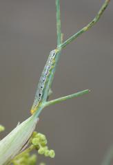 Compsotata elegantissima