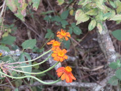 Adenophyllum squamosum