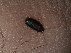 Myrmecoblatta hebardi