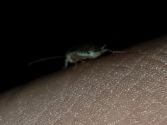 Myrmecoblatta hebardi