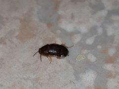 Myrmecoblatta hebardi