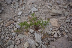 Cymopterus terebinthinus californicus