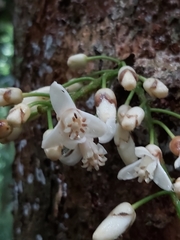 Dysoxylum parasiticum