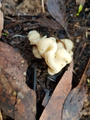 Hydnoplicata convoluta