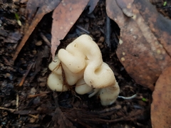 Hydnoplicata convoluta