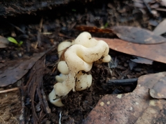 Hydnoplicata convoluta