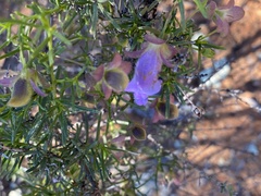 Eremophila metallicorum