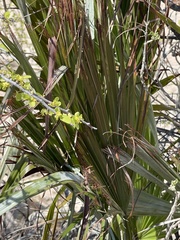 Brahea brandegeei