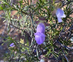Eremophila metallicorum