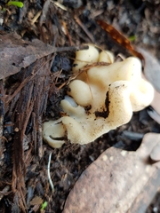 Hydnoplicata convoluta