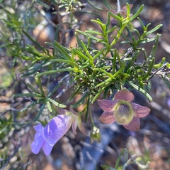 Eremophila metallicorum
