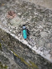 Microstylum oberthurii