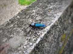 Microstylum oberthurii