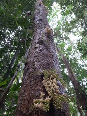 Dysoxylum parasiticum