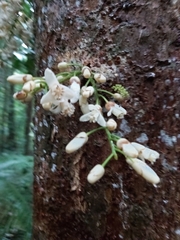Dysoxylum parasiticum