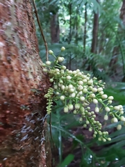 Dysoxylum parasiticum