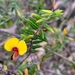 Showy Bossiaea - Photo (c) SBERRY, some rights reserved (CC BY-NC), uploaded by SBERRY
