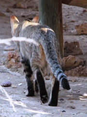 Felis lybica cafra