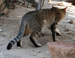 Felis lybica cafra