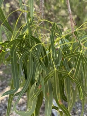 Brachychiton gregorii