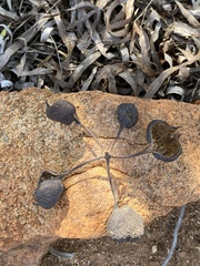 Brachychiton gregorii