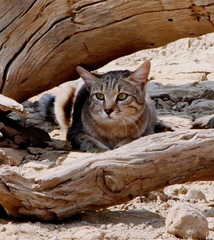Felis lybica cafra