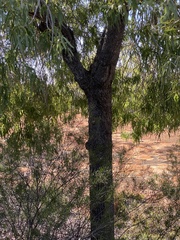 Brachychiton gregorii