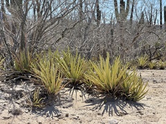 Agave datylio