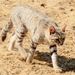 Southern African Wildcat - Photo (c) Tony Rebelo, some rights reserved (CC BY-SA), uploaded by Tony Rebelo