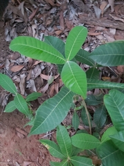 Alstonia muelleriana
