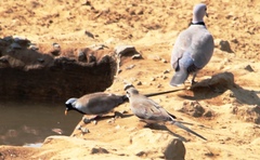 Oena capensis capensis
