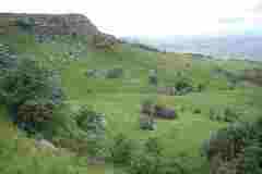 Lotononis lotononoides