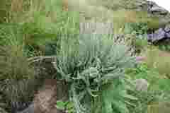 Lotononis lotononoides