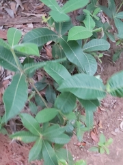 Alstonia muelleriana